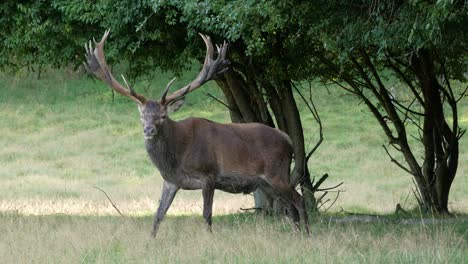 Male-deer-with-large-antlers-grazing-in-field