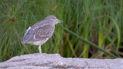 Static-shot-of-a-juvenile-Black-crowned-night-heron-standing-on-a-rock