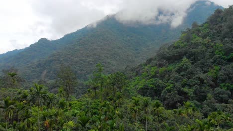 Aerial-Reveal-shot-of-Mountains-covered-in-clouds-through-Palm-trees,-Tyrna,-Meghalaya