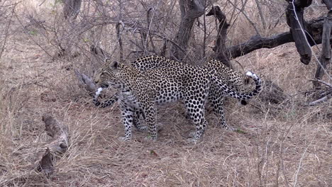 Female-leopard-and-sub-adult-cub-move-around-on-dry-grass-in-South-Africa