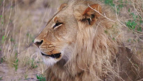Close-up-shot-of-a-majestic-male-lion-resting-in-the-tall-dry-grass-in-a-savannah-plain