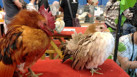 Close-up-of-two-serama-chicken-being-displayed-at-pet-expo