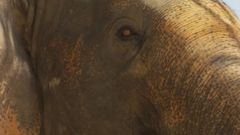 Wunderschöne-Nahaufnahme-Des-Gesichts-Eines-Asiatischen-Elefanten