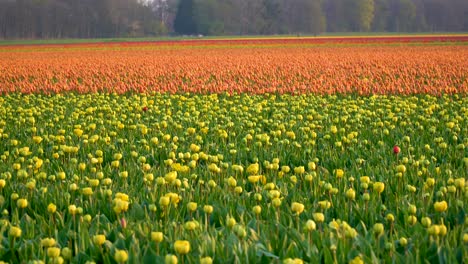 Tulips-in-bloom-on-agricultural-field-at-sunrise-waving-in-the-wind,-in-a-wide-shot
