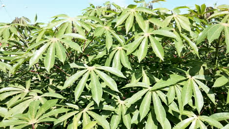 Grüne-Blätter-Maniok-Auf-Astbaum-In-Der-Maniokfeld-Landwirtschaftsplantage,-Cassava-Farm