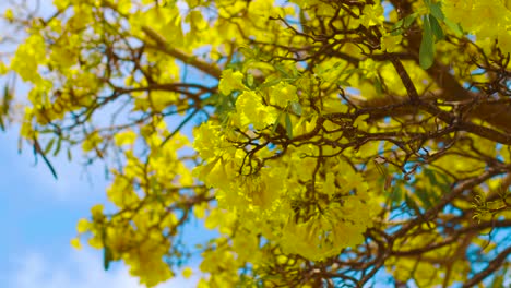Die-Gelben-Kibrahacha-baumblumen,-Die-Entlang-Den-Winden-Unter-Dem-Hellblauen-Himmel-In-Curacao-Schwingen---Nahaufnahme