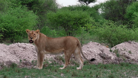 Side-View-Of-A-Lion-Standing-Near-The-Pile-Of-Sand-And-Stones-While-Looking-Around-In-Nxai-Pan,-Botswana---Wide-Shot