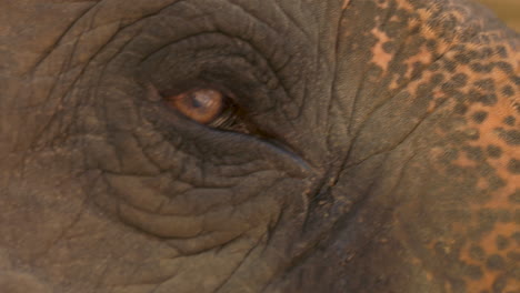 Schöne-Nahaufnahme-Des-Blinkenden-Auges-Eines-Asiatischen-Elefanten