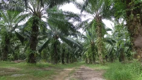Palmenplantage-In-Thailand.-Phuket-Insel