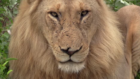 Close-up-of-male-lion-stare,-windy-conditions