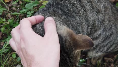 Domestic-gray-cat-being-pet-by-human-hand