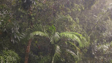 Regen-Fällt-In-Den-Dschungel-Auf-Der-Insel-Langkawi,-Malaysia
