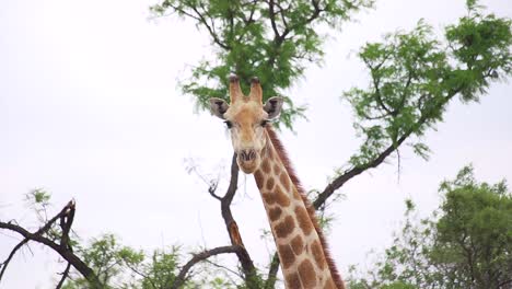 Close-up-on-giraffe's-head-in-the-wild