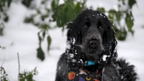 Der-Süße-Schwarze-Cockerspaniel-Hund-Spielt-Aufgeregt-Im-Verschneiten-Garten