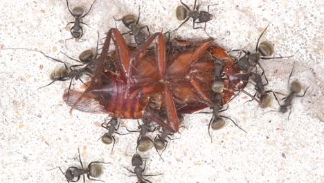 Full-shot-of-a-group-of-black-ants-feeding-from-a-dead-cockroach-on-a-patio's-floor