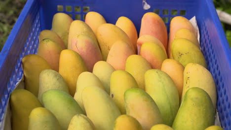 Box-full-of-ready-to-eat-ripe-Mahachanok-mango