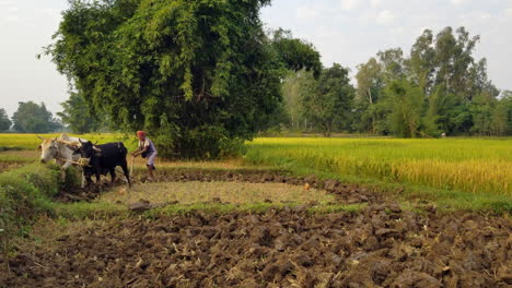 Ein-Mann,-Der-Mit-Seinen-Ochsen-Ein-Reisfeld-In-Nepal-Umpflügt