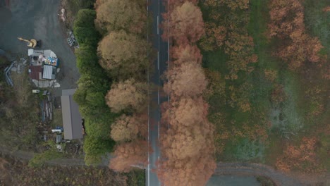 Top-down-view-of-country-road-lined-with-Autumn-Sequoia-trees