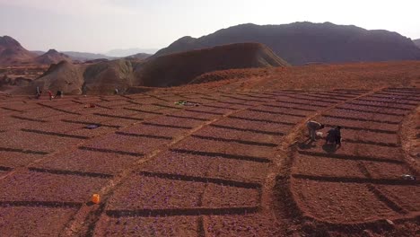 Aerial-round-farm-field-of-saffron-and-people-who-harvest-saffron-and-picking-crocus-flower-in-bags-on-farm-field-land-in-Iran-with-landscape-of-mountains