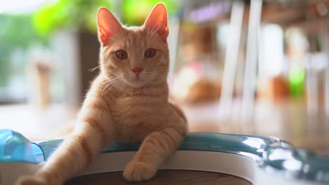 Rot-Gestromte-Aufmerksame-Katze,-Die-Direkt-In-Die-Kamera-Blickt,-Nahaufnahme-Mit-Verschwommenem-Hintergrund