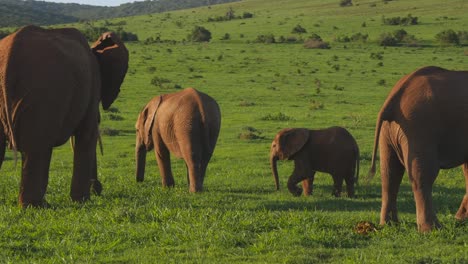 Panning-a-family-of-elephants-in-green-field-with-other-animals