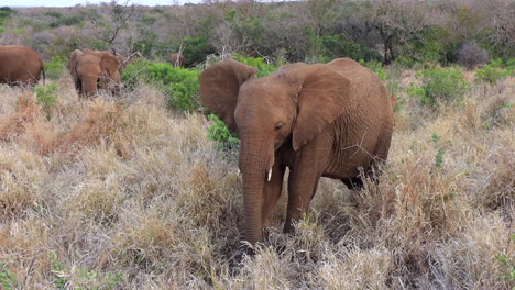 Elefante-Africano-Usa-La-Trompa-Y-El-Pie-Para-Conseguir-Una-Rama-Obstinada-Para-Comer