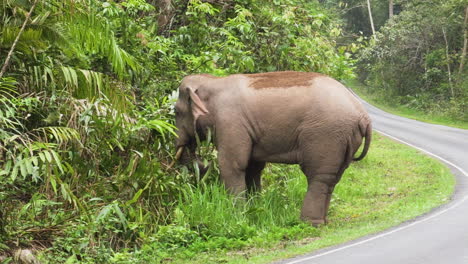 Elefante-Asiático-Salvaje-Al-Costado-De-La-Carretera