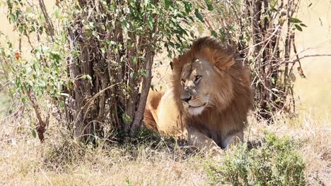 Beautiful-male-African-Lion-sits-in-shade-of-small-bushes-in-Kenya