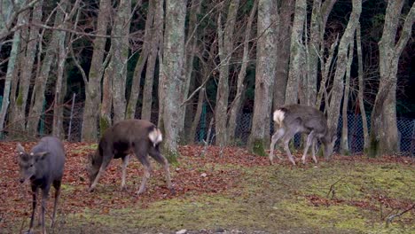 Wild-Sika-Deer-Grazing-in-Woodland-Scene