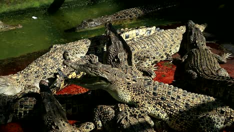 Eine-Sammlung-Von-Krokodilen,-Die-In-Gefangenschaft-Medan-Sumatera-Utara-Sind