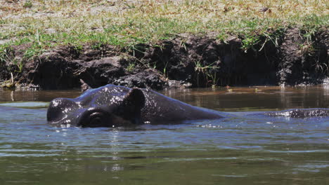 A-hippo-raising-it's-head-above-the-water-by-the-riverbank---close-up