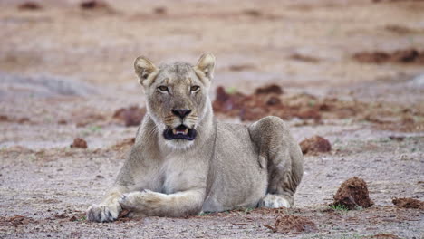 Adult-lioness-bellows-and-calls-while-resting-on-a-dry-savanna-plain