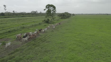 Herd-of-cows-and-buffaloes-running-on-the-vast-plain-green-piece-of-land-on-a-cloudy-day