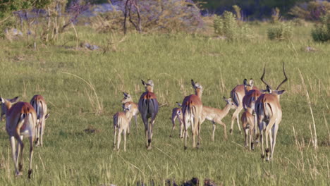 Panning-Teleaufnahme-Einer-Impala-Zuchtgruppe-In-Den-Graslandebenen-Von-Botswana