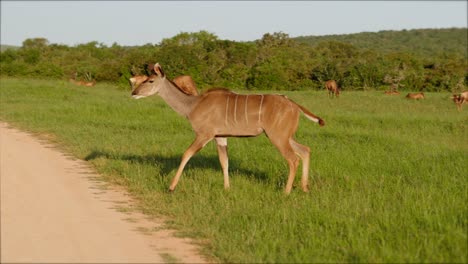Female-kudu-walks-through-grass-field-and-across-dirt-road,-tracking-shot