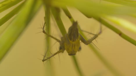 Macro-of-a-long-legged-insect-with-spike-legs-under-a-plant-in-a-pond-in-Thailand---creepy-crawly-critter