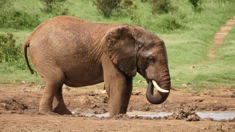 Afrikanischer-Elefant-Spritzt-Und-Trinkt-Wasser-In-Der-Nähe-Von-Warzenschweinen-Am-Wasserloch