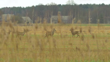 Group-of-European-roe-deer-relaxing-in-green-agricultural-field-in-overcast-day,-medium-shot-from-a-distance-trough-the-reeds