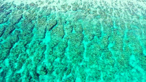Ein-Wunderschönes-Lebendes-Korallenökosystem-In-Den-Seichten-Gewässern-Einer-Tropischen-Strandinsel