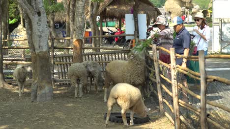 People-feeding-sheep-behind-paddock-in-a-rural-village-in-Thailand-closeup-p1