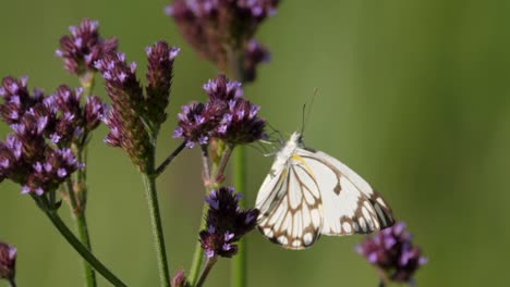 Verbena-Alta-Con-Alcaparra-Mariposa-Blanca-Chupando-Néctar,-Enfoque-Selectivo