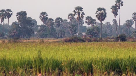 Ausgedehntes-Reisfeld-In-Der-Kambodschanischen-Landschaft-Mit-Palmen-Im-Hintergrund