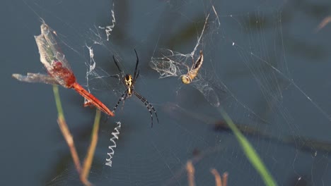 Close-Shot-of-a-Spider-in-a-Web-Over-the-Water-With-Prey-Stuck-in-the-Strands-of-the-Spiders-Web