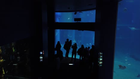 Kaiyukan,-Osaka-Aquarium