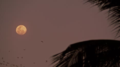 Thousands-of-bats-flying-through-the-sky-at-moon-rise-near-Battambang-in-Cambodia