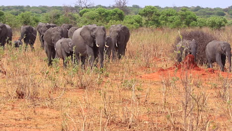 Large-herd-of-African-Bush-Elephants-walks-out-of-bush,-heat-shimmer