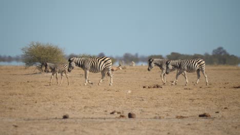 Herd-of-Zebra-walking-together-on-dry-land