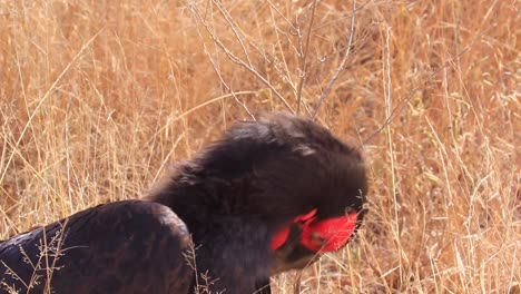 Close-up:-Southern-Ground-Hornbill-with-luscious-lashes-grooms-himself