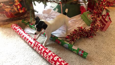 Kleiner-Hund,-Der-Auf-Weihnachtspapier-Kaut,-Das-Unter-Baum-Einwickelt