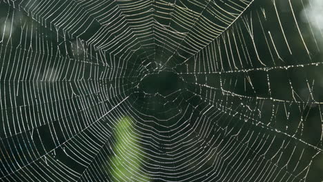 Beeindruckendes-Spinnennetz-Im-Morgendlichen-Sonnenlicht-Hautnah,-Nach-Oben-Kippen